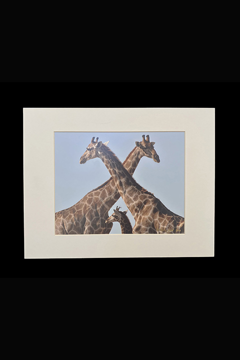 Giraffe-Threesome--Etosha--Kerstin-Geierrev.R