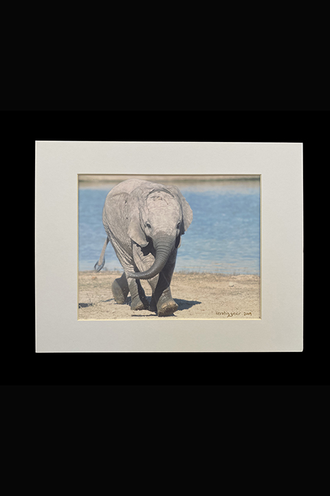 Young-Elephant-Kruger-Park--South-Afirca--Kerstin-Geier.R